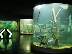 Propuestas de verano en el Acuario del Río Paraná para colonias y polideportivos