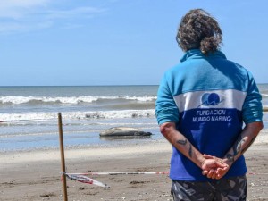Una guía útil para convivir con la fauna marina en las playas