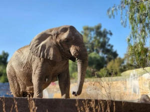 Murió Kenya, la elefanta mendocina que había sido trasladada a Brasil
