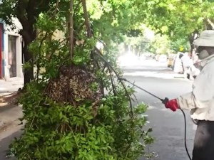 Operativo en barrio Abasto por la caída de un panal de grandes dimensiones