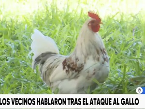 La historia de Cocó: el gallo baleado que sigue sano y protegido en Barrio Ciudadela