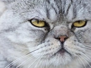 Por qué los gatos se comportan así: 10 curiosidades científicas sobre los felinos domésticos