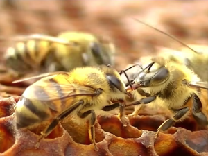 Alerta por avispas, vecinos denuncian tener panales hace un año