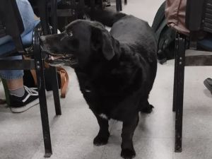 Multa millonaria al dueño del pitbull que mató a Garrafa, el perro comunitario de la UNL