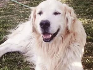 Murió Bai Shi, el perro de Fiscalía que fue clave en más de 30 investigaciones en Santa Fe