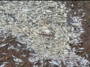 Alerta ambiental en el río Carcarañá: hallan miles de peces muertos y prohíben el contacto con el agua