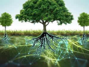 Los árboles se comunican: la “Internet de los bosques” en acción