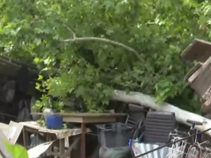 Un hombre sobrevivió tras la caída de un árbol de gran porte sobre su casa