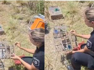 Soldini: decomisan aves atrapadas en jaulas y multan a cazadores