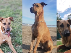 Buscan a Budín, un perro perdido en la zona de Circunvalación que necesita medicación