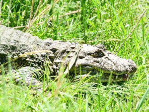 Del Malbrán a la libertad: Santa Fe concretó la reinserción del yacaré "Ricardito"