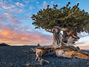 El árbol más antiguo del planeta: secretos de un ser vivo que supera los 9.500 años