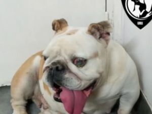 Rescataron a un bulldog inglés que llevaba más de dos meses abandonado en una casa de Andrade al 2500