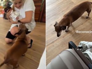 Sofía Pachano mostró la reacción de su perro al conocer por primera vez a su bebé