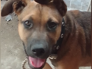 "Choco", el perro héroe: murió electrocutado tras salvar a toda su familia