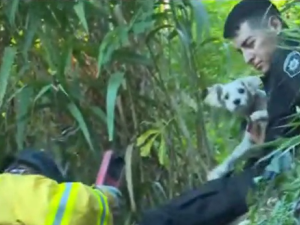 Rescataron a Maruca: una cachorra que se perdió tras asustarse por pirotecnia