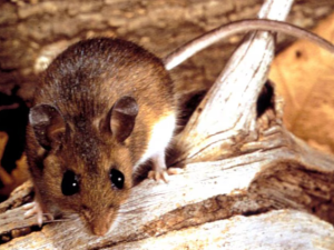 Tragedia en Ibarlucea: murió una mujer por hantavirus