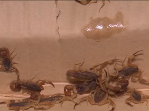 Un niño de 3 años fue salvado tras permanecer en terapia intensiva por una picadura de alacrán