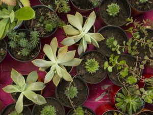 El municipio dictará durante enero dos talleres en la Escuela de Jardinería