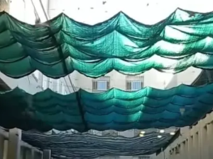 Invasión de murciélagos en la escuela Dante Alighieri durante el receso escolar