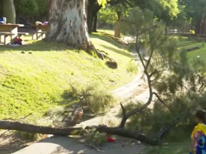 Cayó una rama de tres metros en el Polideportivo Saladillo: tres heridos