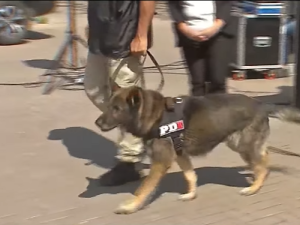 Día Mundial del Perro de Trabajo: compañeros silenciosos que salvan vidas y resuelven investigaciones