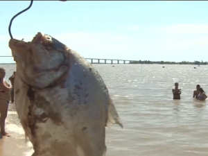 Ataque de palometas en Victoria: más de 40 personas asistidas y un bañista sufrió la amputación de un dedo