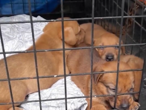 Nueve cachorritos fueron rescatados en la zona sudoeste