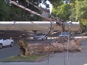 Tormenta de viento y tierra: más de 90 árboles caídos y graves destrozos