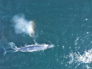 Las ballenas Sei vuelven a Comodoro tras casi un siglo