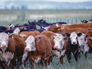 “Desaparecieron” más de 100  vacas de un campo santafesino