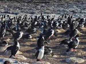 Pingüinos y aves marinas en vivo: el streaming del Conicet que muestra la vida en la Patagonia