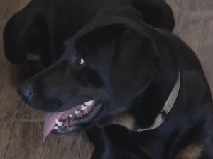 Abandonaron a una perra en una veterinaria: estaba atada a una ventana con una soga