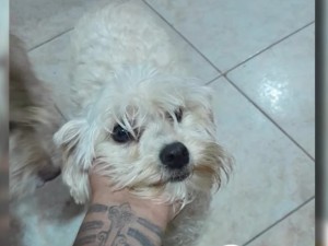 Buscan a Dalma, una perrita que se perdió en barrio Belgrano
