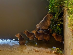 Carpinchos aparecen en un club rosarino por la crecida del río