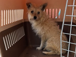 Bomberos rescataron a un perrito que estaba atrapado entre los escombros