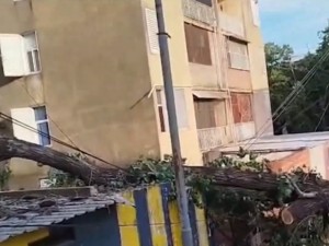 Un árbol de gran porte cayó sobre una cochera y generó destrozos