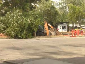 Se cayeron tres árboles en la Terminal de Ómnibus por las fuertes ráfagas