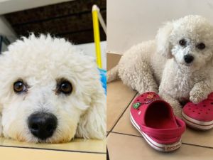 Buscan intensamente a Toti, un caniche que se perdió en Echesortu