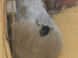 Alerta por avispas y abejas: qué hacer ante la aparición de panales