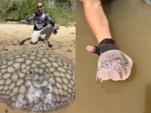 Pescaron una raya gigante en el Río Paraná que dio a luz a 16 crías