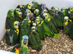 Provincia recibió más de 500 animales silvestres decomisados