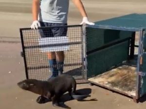 Rescataron un lobo marino tras una grave herida en el cuello