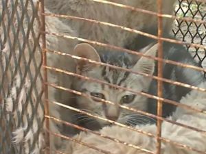 Rescataron a un gatita atrapada en una cañería