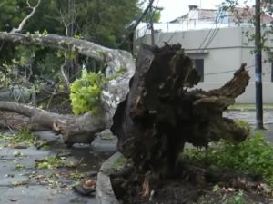 Cayó un árbol de gran porte y arrastró cables: dejó sin luz a vecinos del barrio