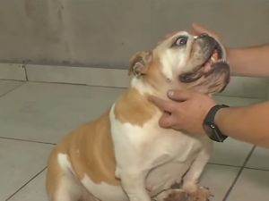 Buscan una familia para la bulldog francés abandonada