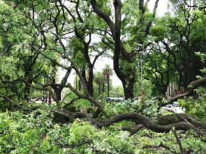Más de 45 árboles caídos en Rosario por el temporal de fuertes vientos