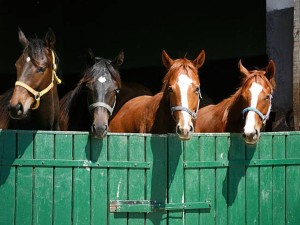Los caballos sienten el olor del miedo en los seres humanos, según un estudio científico
