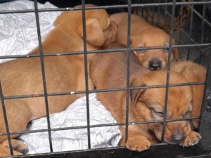 Rescataron a nueve cachorros que vivían en condiciones precarias tras una denuncia vecinal