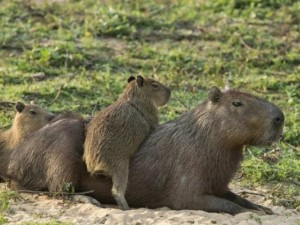 Desalojos de carpinchos en Nordelta generan denuncias por extracción “sin aviso”